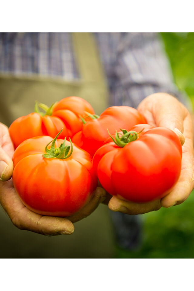 Doğranmış Domates 4100 gram 1 adet